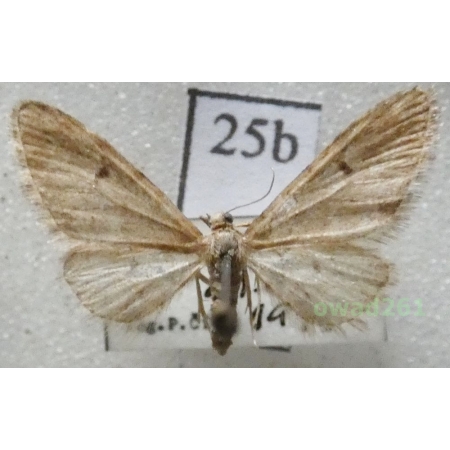 Eupithecia indigata (Hübner, 1813) Czech25b
